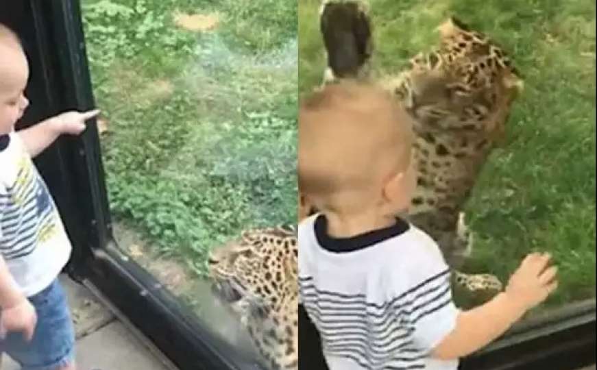 Pogledajte i nasmijte se neustrašivom dječaku koji izaziva leoparda